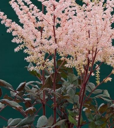 False Spirea Spotlight